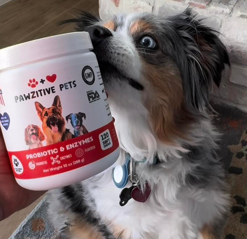 Pawzitive Pets Probiotic Chews for Dogs – Digestive and Immune Support – Natural Enzymes – Gut Health & Itchy Skin Relief – Made in USA