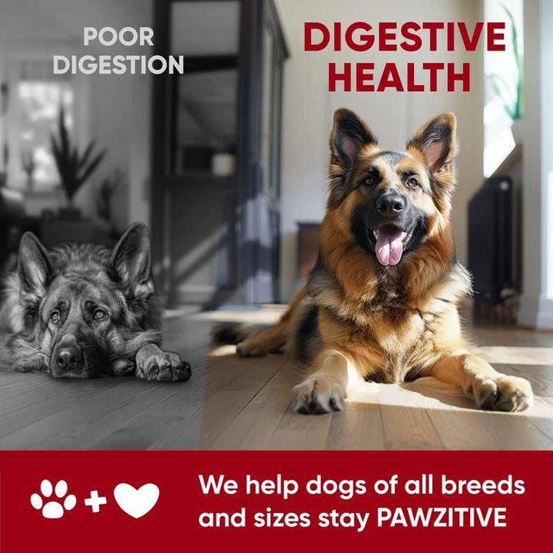 Pawzitive Pets Probiotic Chews for Dogs – Digestive and Immune Support – Natural Enzymes – Gut Health & Itchy Skin Relief – Made in USA